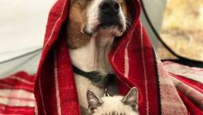 Dieta pro psy s onemocněním ledvin a močovými cestami