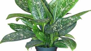 Diffenbachia: péče, pěstování, popis, foto, video, zalévání, půda