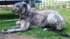 Dirhaound - historie plemene a charakteristiky