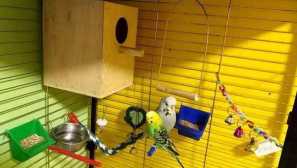 Domov a hnízdo pro papoušky: vlastnosti volby, požadavky, pravidla výroby