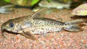 Dearyy eigenmann (doras eigenmanni): popis, obsah, foto, video.