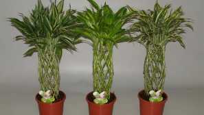 Drazen: péče, reprodukce, popis, krmení, půda, zalévání, fotografie, video