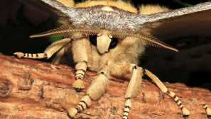 Dub silkwall nebo čínská dubová peachalie