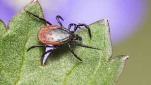 Pokud se pes kousl zaškrtnutí