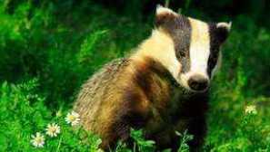 European badger: co vypadá, kde žije a co je jídlo