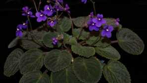 Domácí hodnota (senpolia)