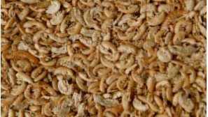 Gammarus - jídlo pro akvarijní ryby.