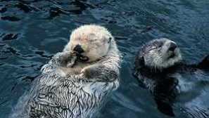 Kde žije a co je to říční beequers, než je poháněn hlavně