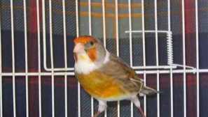 Gybrid canary a střen