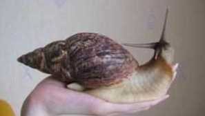 Obří akhatina: obsah a péče o šnek