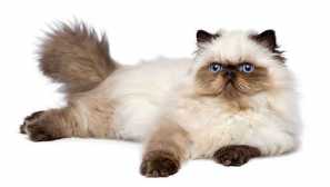 Himalayan kočka - načechraná krása s barevným bodem