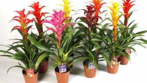 Obec: popis, reprodukce, péče, obsah, škůdce, foto, video