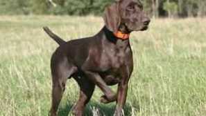 Charakteristika ukazatele plemen psů, vlastnosti obsahu a péče