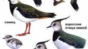 Charakteristika chibis bird, pigalians