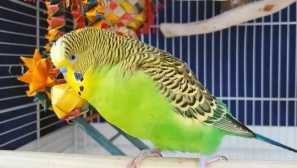 Majitel byl vypálen kvůli papoušku