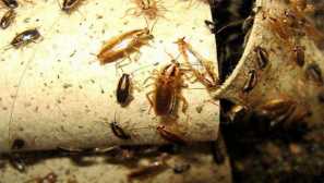 Pokyny pro použití fenasinových fondů z bedbugs, švábů, obousměrného, ​​medvěda a mravenců