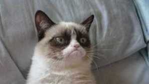 Příběhy o nejslavnějších kočkách a kočkách