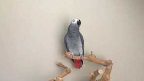 Miloval jsem papoušek, protože miloval svého psa