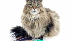 Zda očkování koček je účinná z plísňových infekcí: typy očkování od ztráty