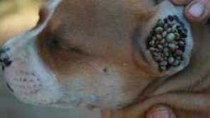 Encefalitida u psů: příčiny, symptomy a léčba