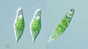 Evglen - jídlo pro akvarijní ryby