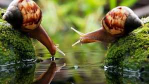 Proč sen snails - různé interpretace