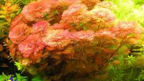 Kabomba water kabbomb carolinskaya kabesba reddan