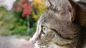 Jak jsem udělal balkon bezpečný pro naši kočku