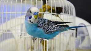 Jak jsme si zmetli papoušci a co z toho vyšel