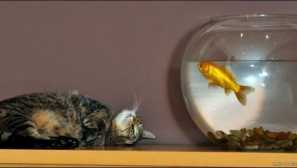 Jak ryby spí v akváriu