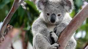 Co vypadá koala a jakou barvu mají kožešiny