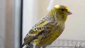 Co mohou caners vypadat a co jsou