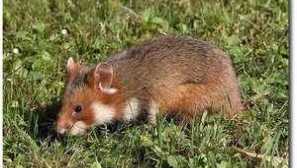 Jakou polní křečci vypadají, jejich stanoviště