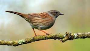 Jaký hmyz krmí na mraky