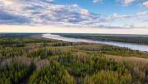 Jaká zvířata žijí v taigě