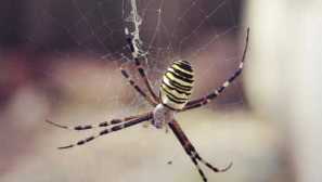 Co pavouk podobný vosu