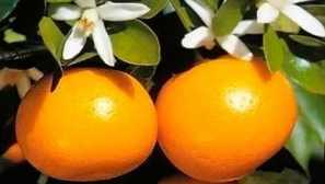 Kalamondin. Domácí péče