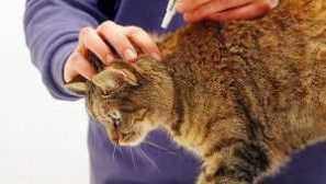 Kapky, spreje, obojky z blech a klíšťat u psů a koček