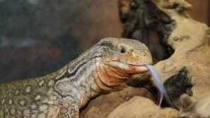 Cape varan, obsah a péče