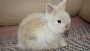 Trpasličí králík: péče a údržba doma