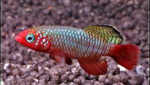 Carposylum akvarijní ryby chov popis popis foto video