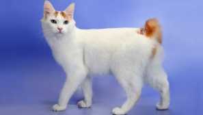 Zdá se, že něco chybí: 5 plemena koček s krátkým ocasem