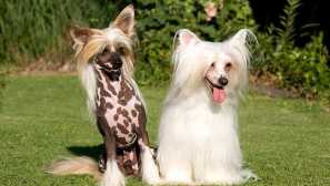 Čínský chocholatý pes - živá medicína z revmatismu