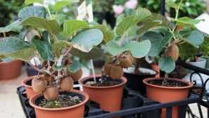 Kiwi: domácí péče, pěstování, reprodukce, fotografie, video