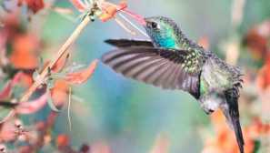 Kolibříci široce cinangu