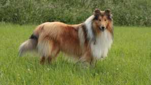 Collie: historie původu a charakteru