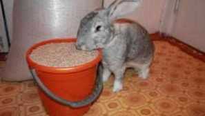 Krmivo pro králíky udělejte to sami: jak vařit