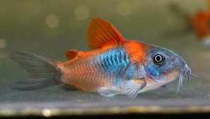 Venezuela correrat orange: obsah, ředění, jídlo, fotografie