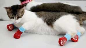 Kočičí kaktus, ponožky a další podivné věci pro kočky s aliexpress