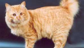 Kočka bobtail - popis plemene a fotografie